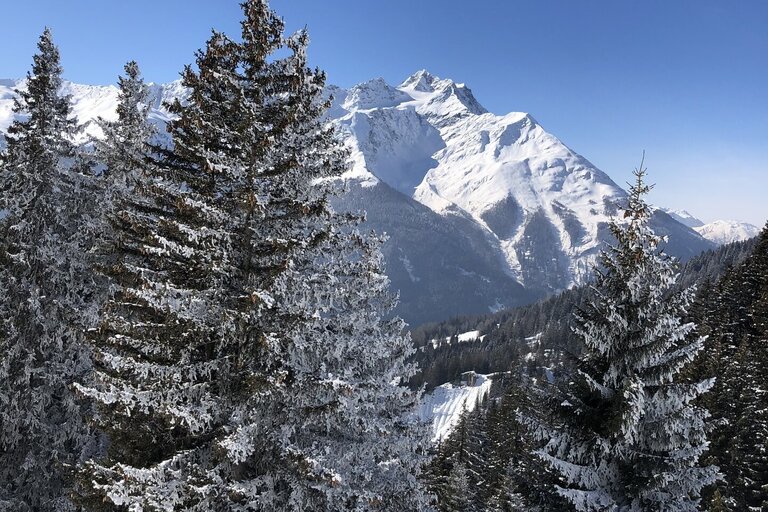 Verschneite Tannen und Berge mit Panorama
